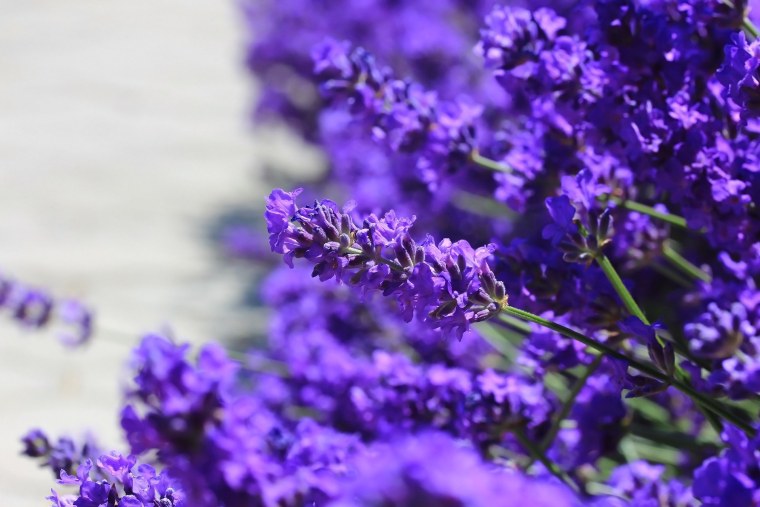 Картинки на рабочий стол Лаванда