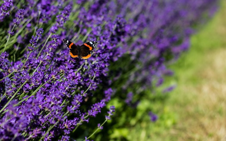 Лаванда обои