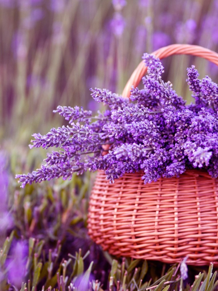 Вереск - белорусская Лаванда?