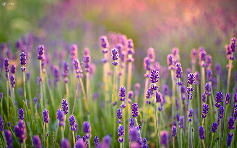 Lavandula Sunny