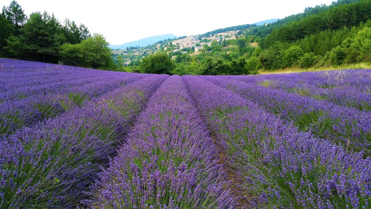 Крым Тургеневка Лаванда