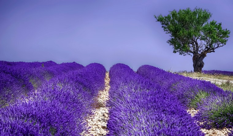 Плантация индиго