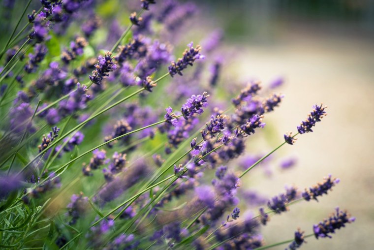 Лаванда узколистная размытый