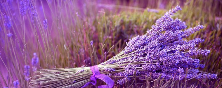 Лаванда перистая Пенната