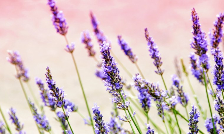 Цветы "Лаванда Горная"