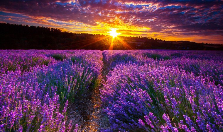 Поля лаванды