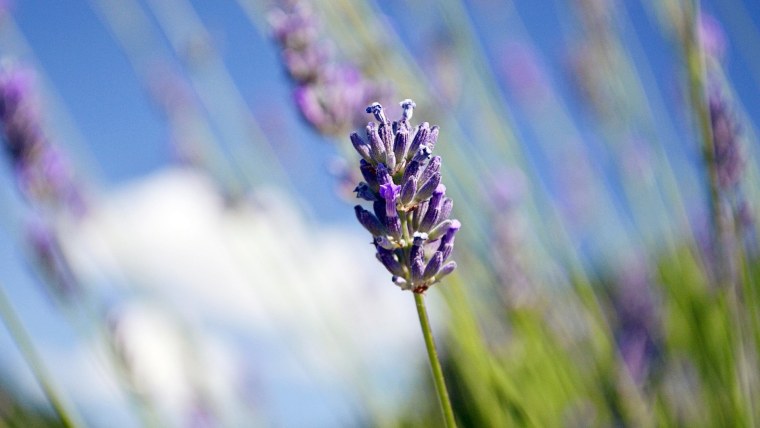 Лаванда Макросъемка