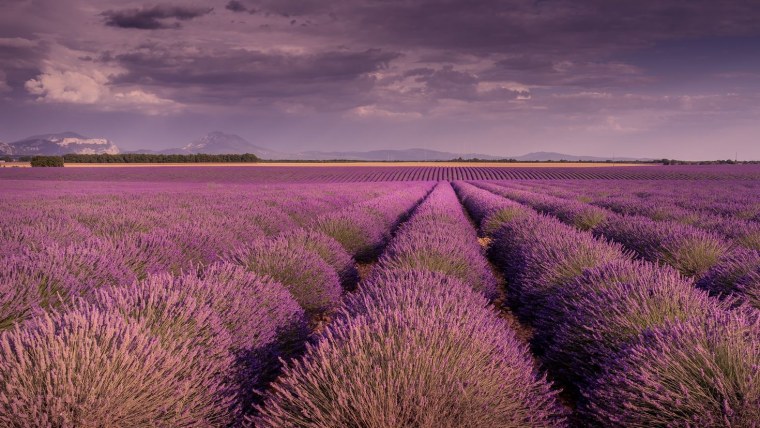 Лаванда Прованс