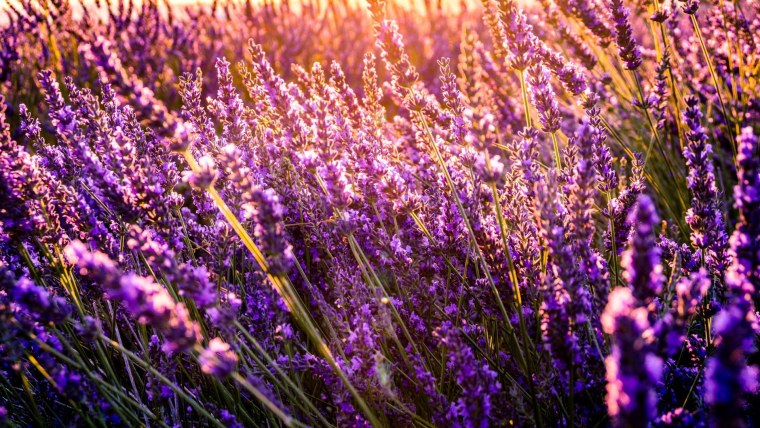 Вереск полевой фиолетовый