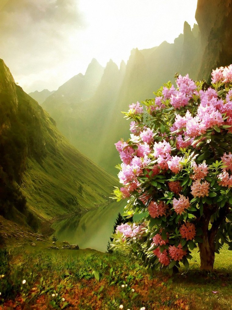 Цветы в горах