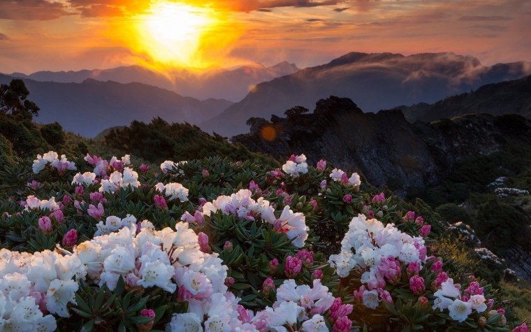 Цветы в горах