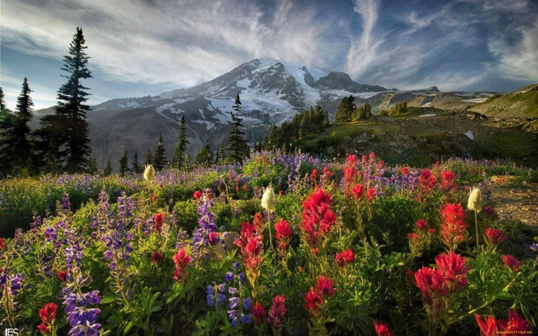 Альпийские Луга цветы