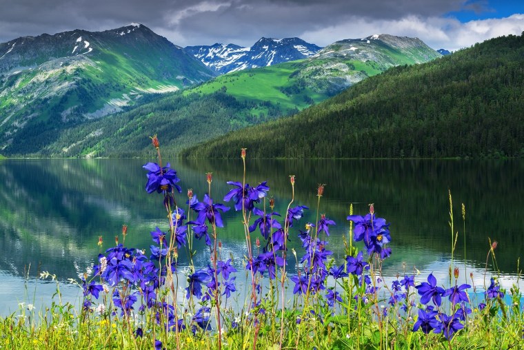 Цветы Катунского заповедника