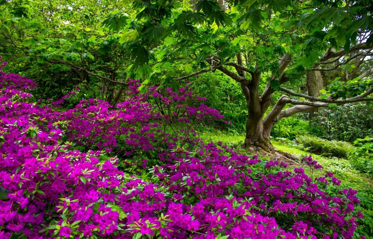 Природа цветы