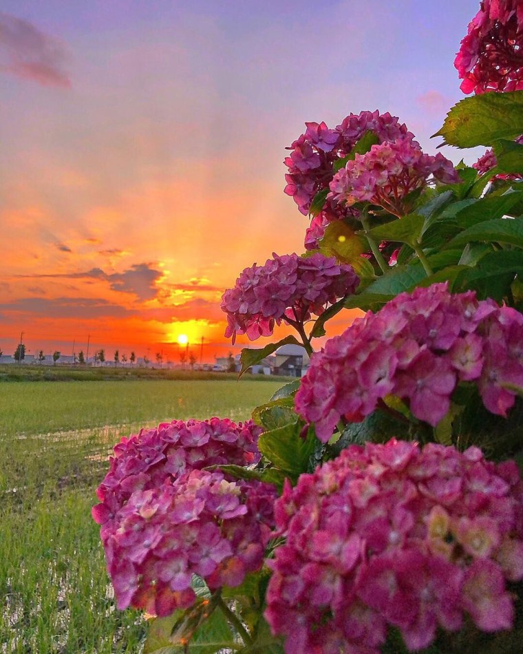 Сирень гортензия