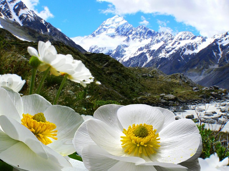 Ромашка Тянь Шань