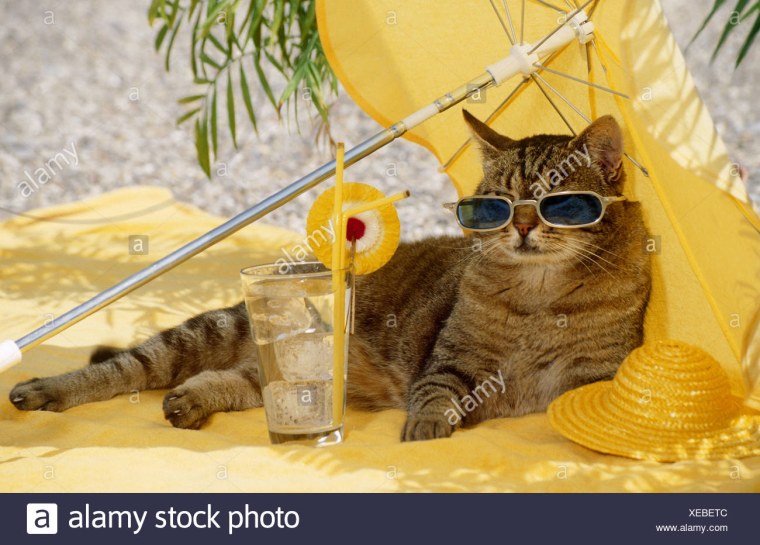 Персона вип меме