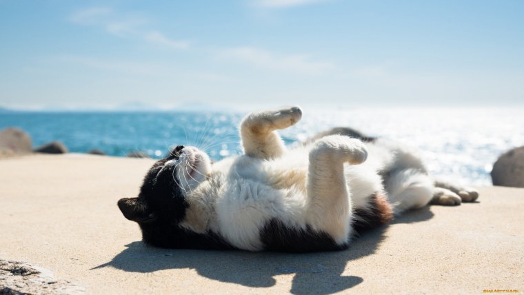 Кот на пляже