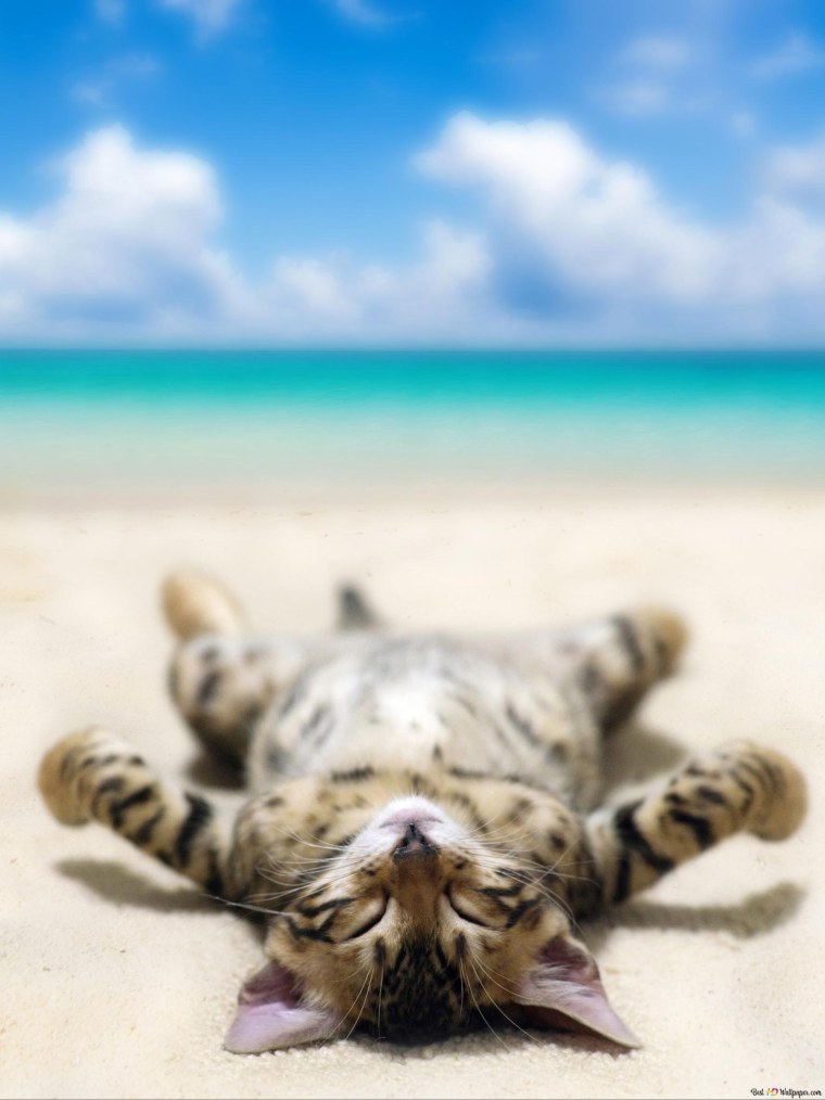 Котик на море