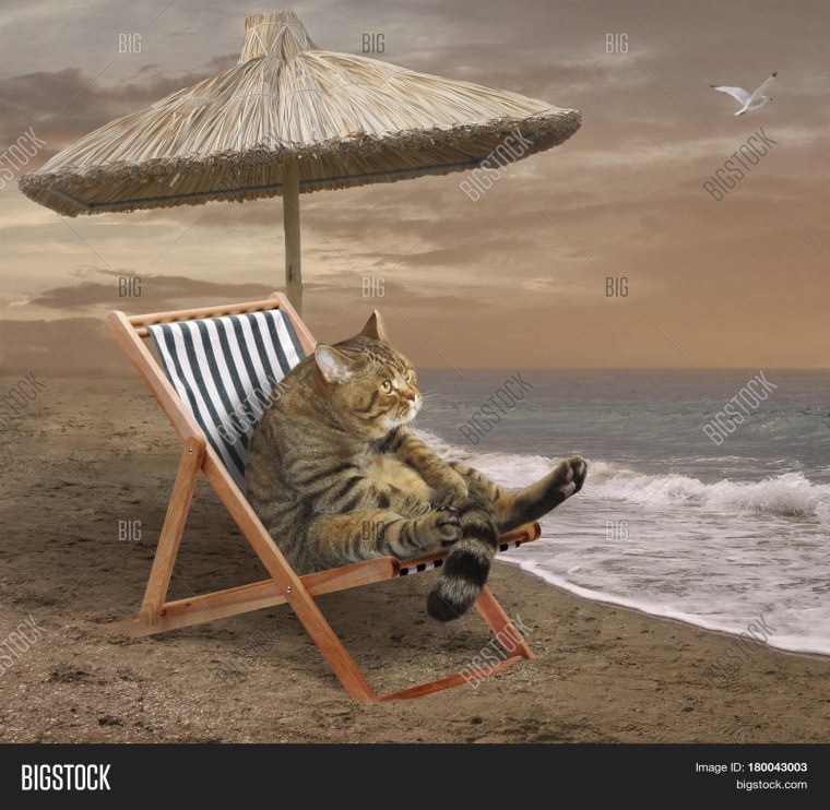 Кот отдыхает