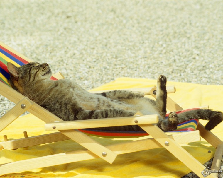 Кот отдыхает