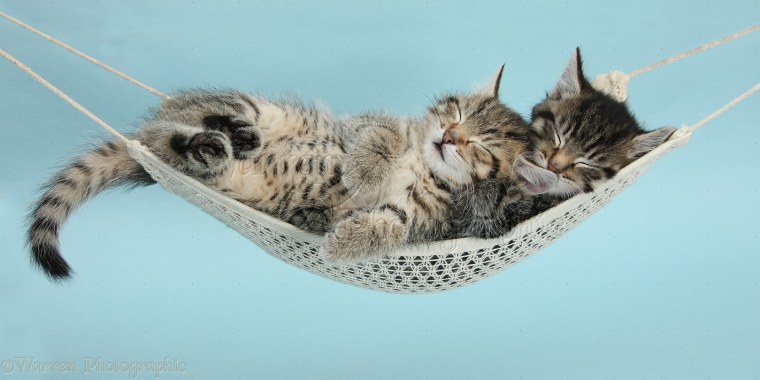 Кот лежит в гамаке