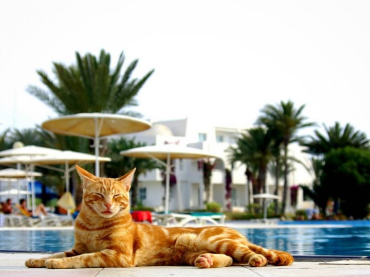 Кот на пляже