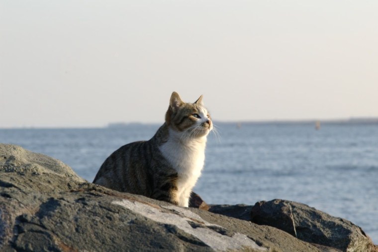 Котики на море с надписями