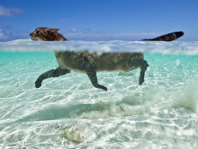Кот плавает в море