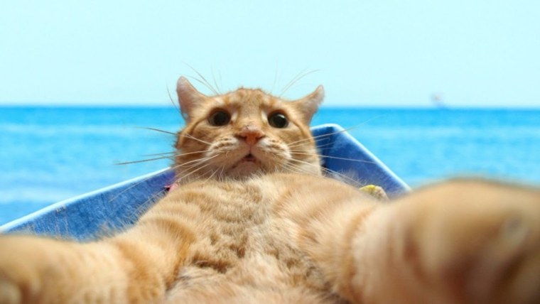 Рыжий кот в отпуске