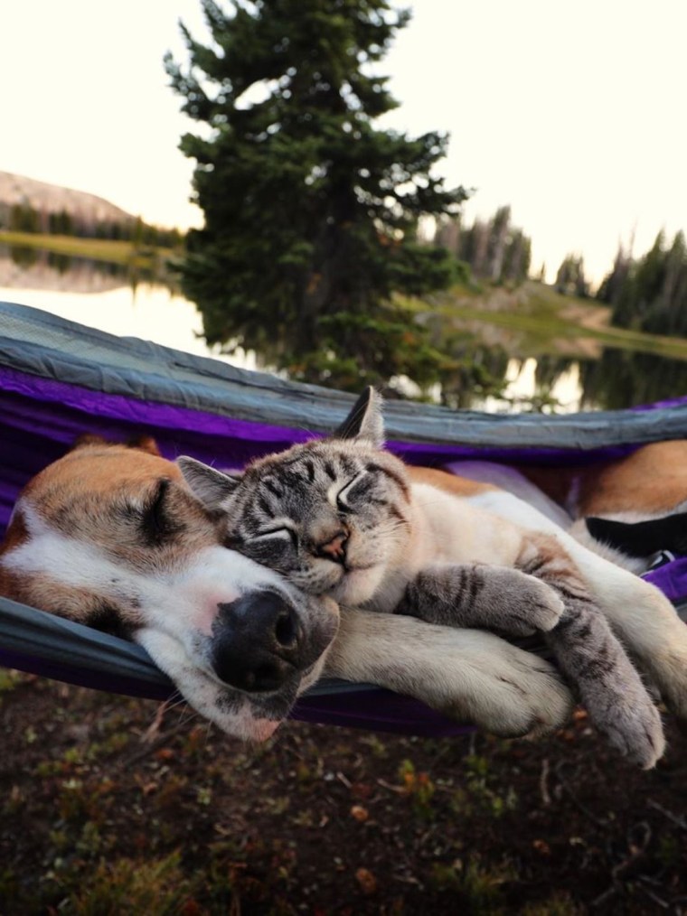 Гамак для кота