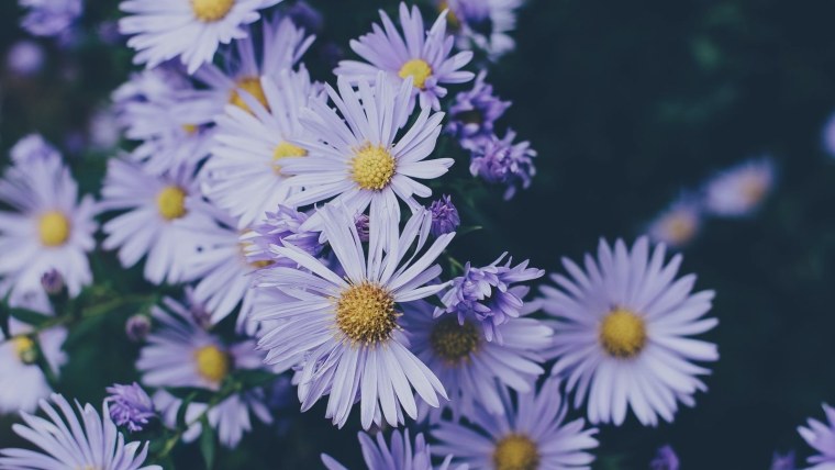 Нежные ромашки сиреневые