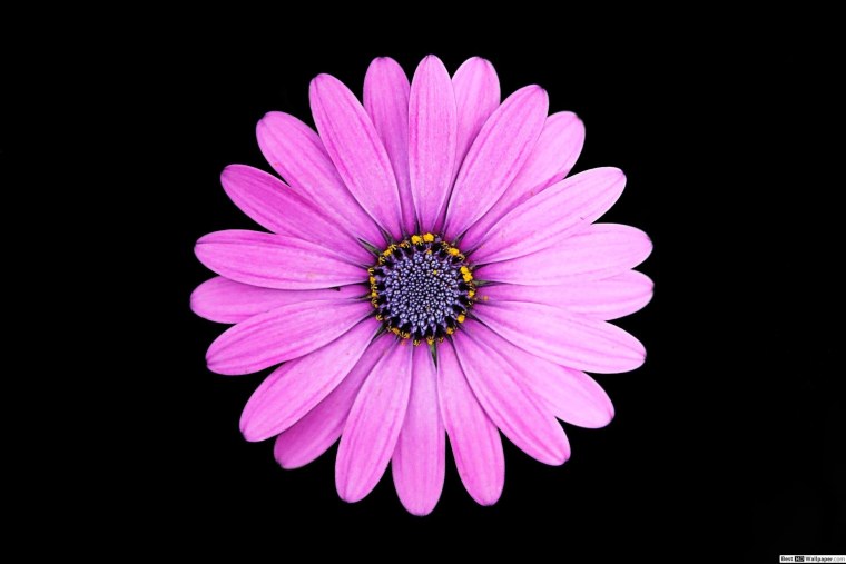 Цветы на черном фоне