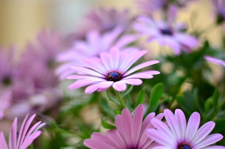 Ромашки на черном фоне