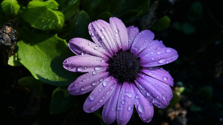 Цветы типа ромашек разноцветные