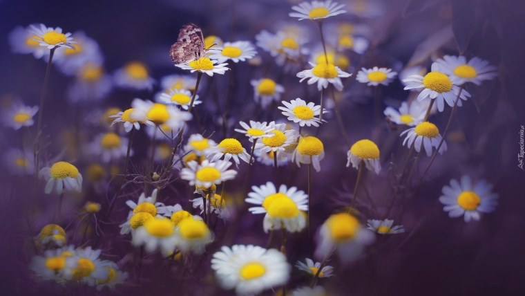 Фиолетовые ромашки