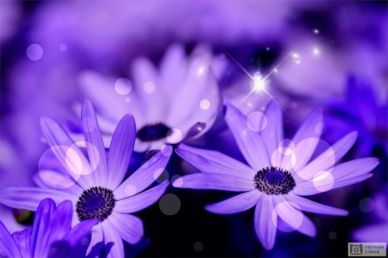 Сиреневый фон с ромашками