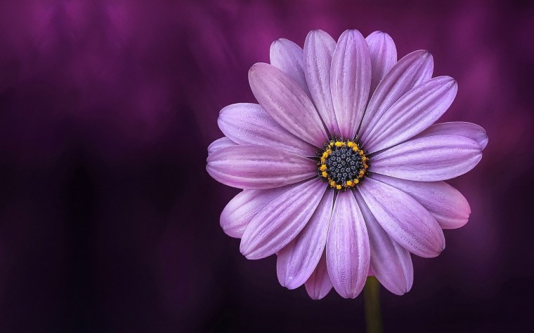 Фотофон ромашки