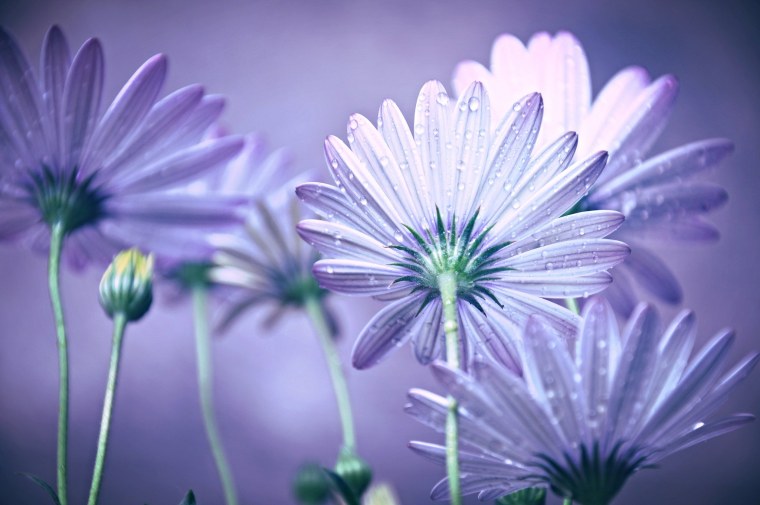 Поздние астры октябринки