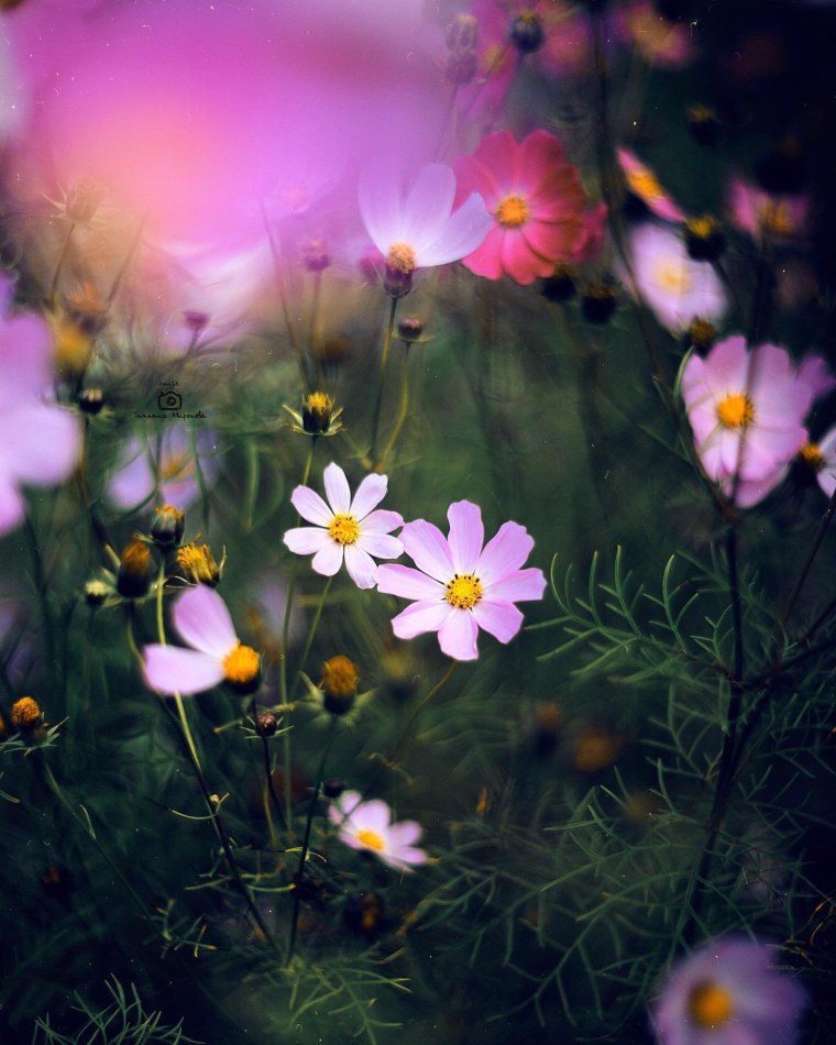 Поздние астры октябринки