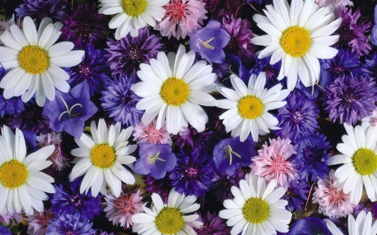 Фоновый рисунок для рабочего стола цветы