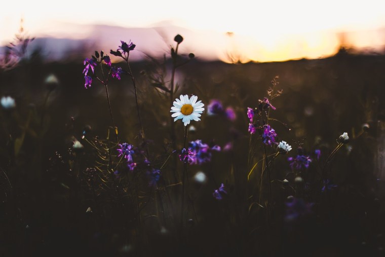 Калейдоскоп цветов