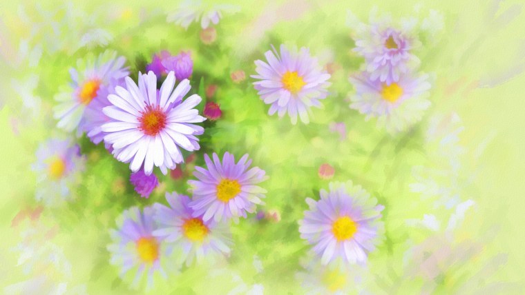 Ромашки розово сиреневые