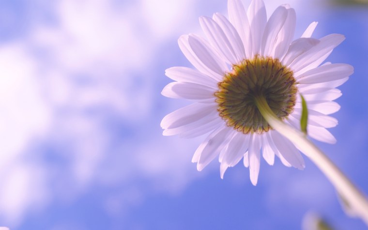 Фиолетовые ромашки