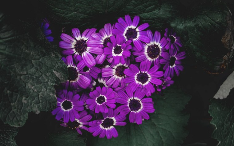 Сиреневые маргаритки