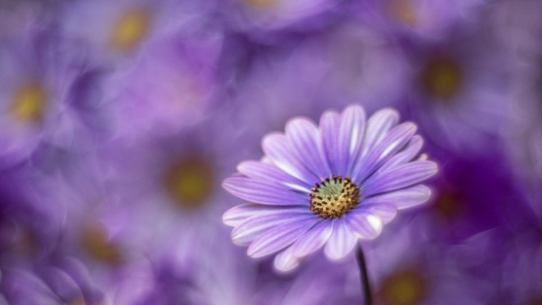 Фиолетовые цветочки