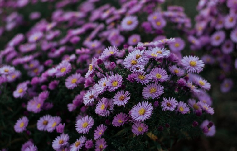 Цветы макро