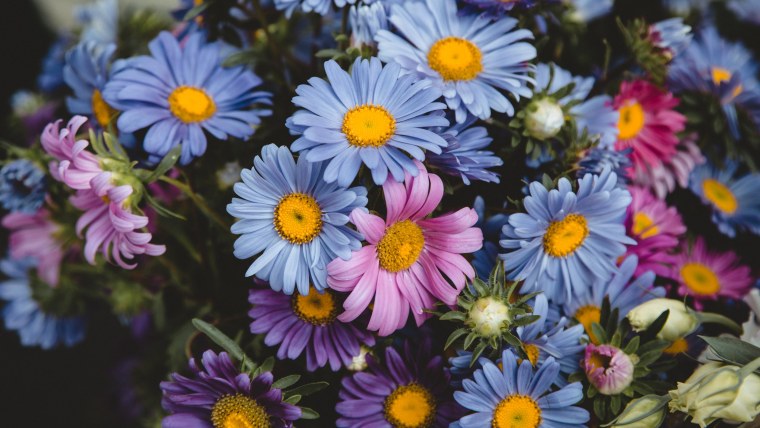 Нежный цветок