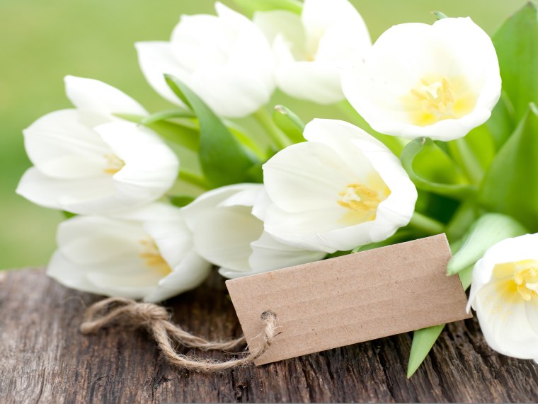 Тюльпан Бьянко