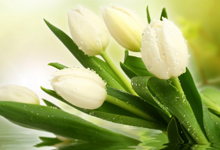 Белые тюльпаны